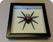 Паук в рамке Brachypelma albiceps 