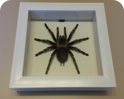 Brachypelma auratum