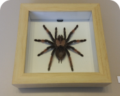 Brachypelma emilia