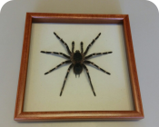 Паук в рамке Acanthoscurria geniculata