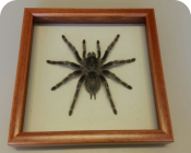 Паук в рамке Grammostola pulchripes