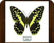 Papilio demodocus