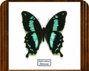 Papilio oribazus