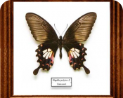 Papilio polytes