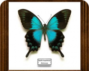 Papilio lorquinianus