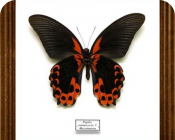 Papilio rumanzovia