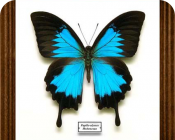 Papilio ulysses