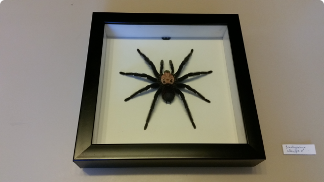 Паук в рамке Brachypelma albiceps 