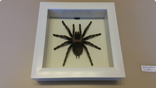 Brachypelma auratum