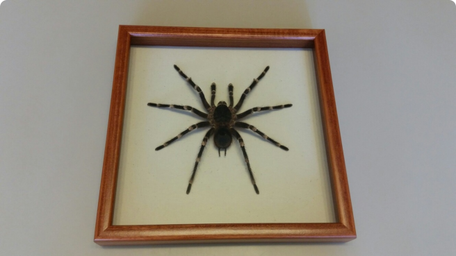 Паук в рамке Acanthoscurria geniculata