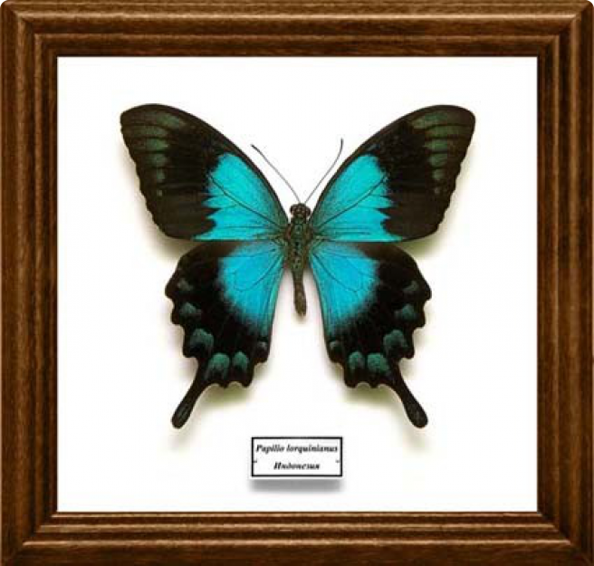 Papilio lorquinianus