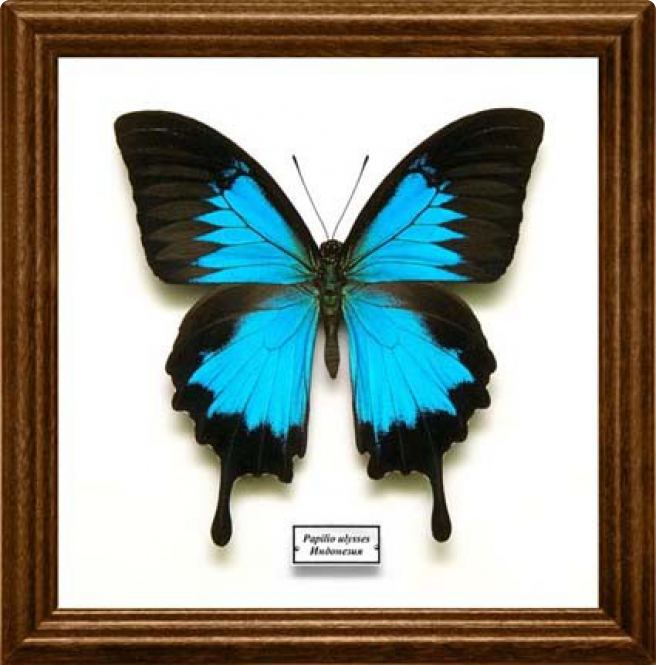 Papilio ulysses